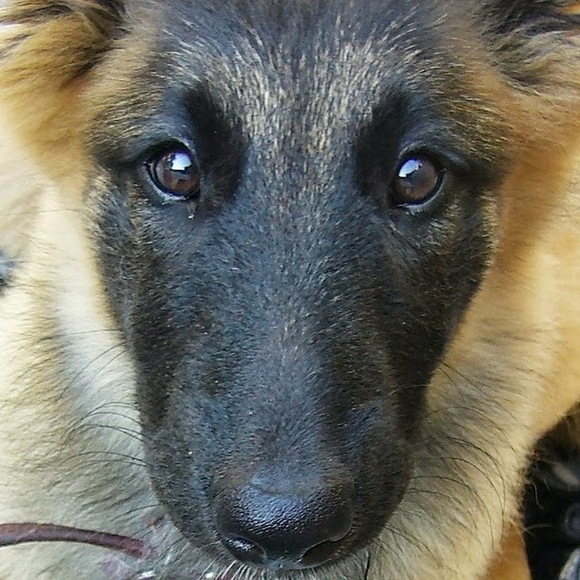 Meet your Posher, Savannah - Picture 1 of 1